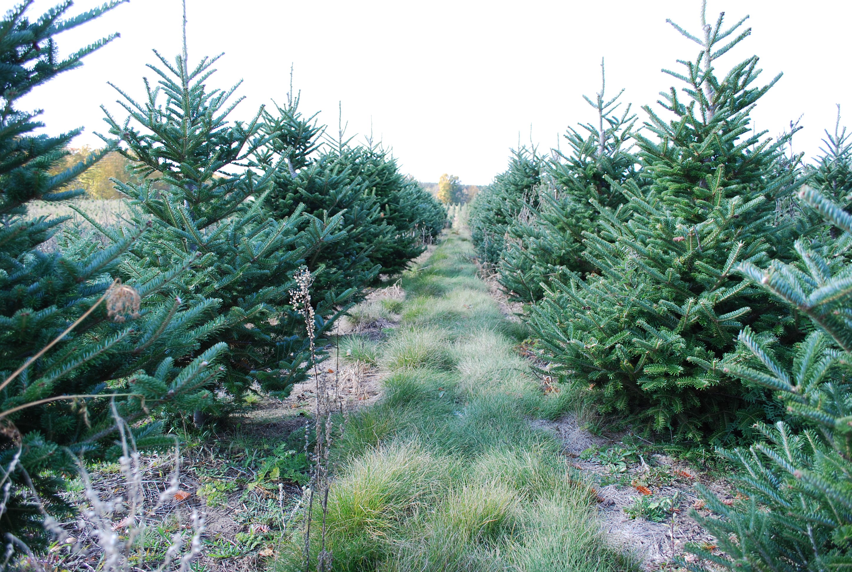 Cover crops planted between Christmas trees.